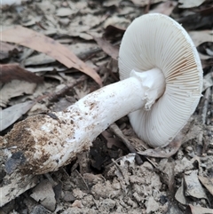 Amanita sp. at Bodalla, NSW - 30 Jan 2025 10:39 AM