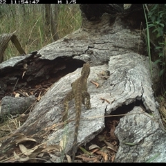 Intellagama lesueurii lesueurii at Shannondale, NSW - 22 Nov 2024 by PEdwards