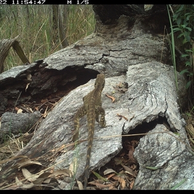 Intellagama lesueurii lesueurii at Shannondale, NSW - 22 Nov 2024 by PEdwards