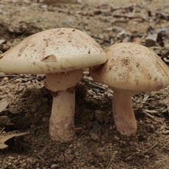 Amanita sp. (Amanita sp.) at Bodalla, NSW - 30 Jan 2025 by Teresa