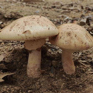 Unidentified Cap on a stem; gills below cap [mushrooms or mushroom-like] at Bodalla, NSW by Teresa