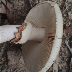 Amanita sp. at Bodalla, NSW - 30 Jan 2025 02:01 PM