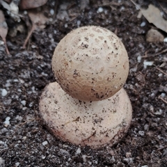 Amanita sp. at Bodalla, NSW - 30 Jan 2025 02:01 PM