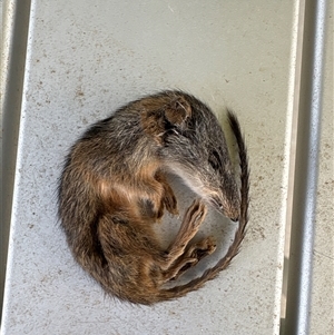 Unidentified Mammal at Blaxlands Creek, NSW by VickiC