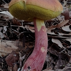 Unidentified Bolete - Fleshy texture, stem central (more-or-less) at Bodalla, NSW - 29 Jan 2025 by Teresa