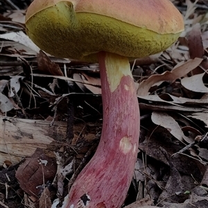 Bolete sp. at Bodalla, NSW - 30 Jan 2025 09:23 AM