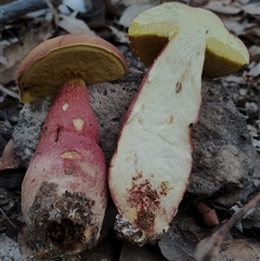 Bolete sp. at Bodalla, NSW - 30 Jan 2025 09:23 AM