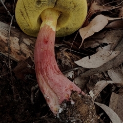 Bolete sp. at Bodalla, NSW - 30 Jan 2025 09:23 AM