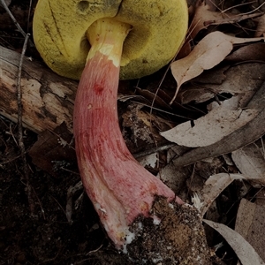 Bolete sp. at Bodalla, NSW - 30 Jan 2025 09:23 AM