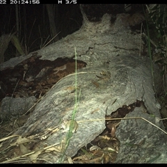 Perameles nasuta at Shannondale, NSW - 22 Nov 2024 by PEdwards