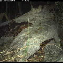 Sminthopsis murina at Shannondale, NSW - 22 Nov 2024 08:24 PM