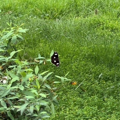 Hypolimnas misippus (Danaid Eggfly) at Brownlow Hill, NSW - 2 Feb 2025 by MaxDownes