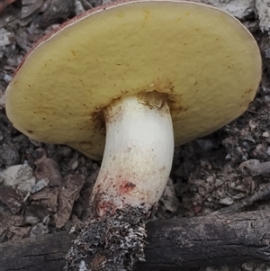 Unidentified Cap on a stem; pores below cap [boletes & stemmed polypores] at Bodalla, NSW - 30 Jan 2025 by Teresa