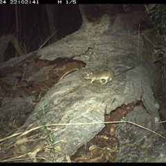 Perameles nasuta at Shannondale, NSW - 24 Nov 2024 by PEdwards