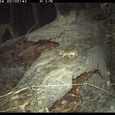 Perameles nasuta at Shannondale, NSW - 24 Nov 2024 by PEdwards