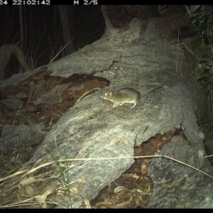 Rattus fuscipes at Shannondale, NSW - 24 Nov 2024 10:02 PM