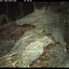 Rattus fuscipes at Shannondale, NSW - 24 Nov 2024 10:02 PM
