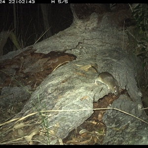Rattus fuscipes at Shannondale, NSW - 24 Nov 2024 10:02 PM