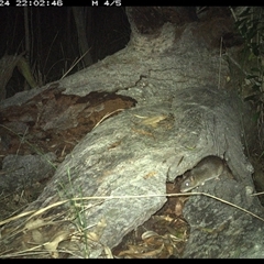 Rattus fuscipes at Shannondale, NSW - 24 Nov 2024 10:02 PM