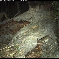 Rattus fuscipes at Shannondale, NSW - 24 Nov 2024 10:02 PM
