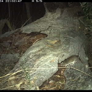 Rattus fuscipes at Shannondale, NSW - 24 Nov 2024 10:02 PM