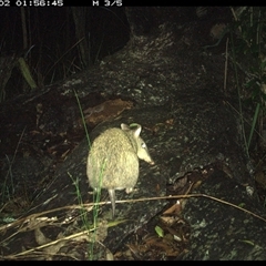 Perameles nasuta at Shannondale, NSW - 2 Dec 2024 by PEdwards