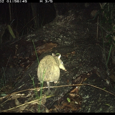 Perameles nasuta at Shannondale, NSW - 1 Dec 2024 by PEdwards