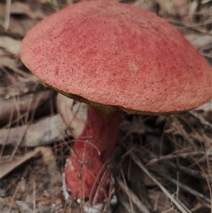 Heimioporus species at Bodalla, NSW - 30 Jan 2025 11:24 AM