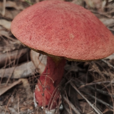 Unidentified Cap on a stem; pores below cap [boletes & stemmed polypores] at Bodalla, NSW - 30 Jan 2025 by Teresa