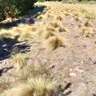 Nassella trichotoma (Serrated Tussock) at Pialligo, ACT - 1 Feb 2025 by DrDJDavidJ