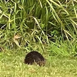 Tachyglossus aculeatus at Kangaroo Valley, NSW by lbradley