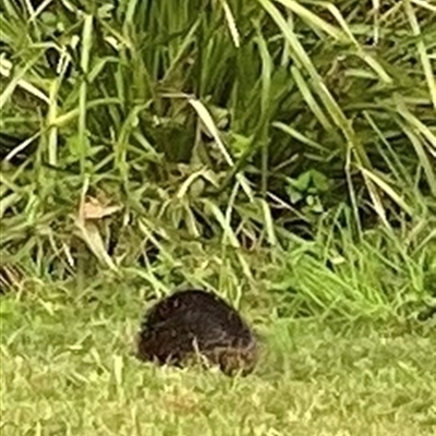 Tachyglossus aculeatus at Kangaroo Valley, NSW - 1 Feb 2025 by lbradley