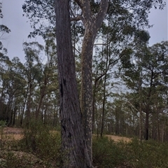 Eucalyptus globoidea at Bodalla, NSW - 30 Jan 2025 by Teresa