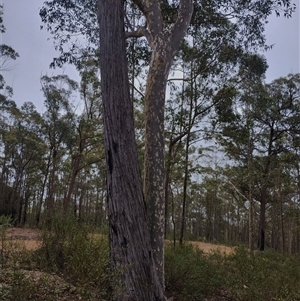 Eucalyptus globoidea at Bodalla, NSW - 30 Jan 2025 12:26 PM