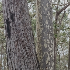 Eucalyptus globoidea at Bodalla, NSW - 30 Jan 2025 12:26 PM