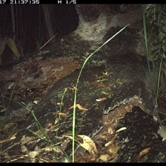 Perameles nasuta at Shannondale, NSW - 17 Dec 2024 by PEdwards