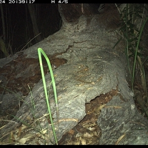 Antechinus flavipes at Shannondale, NSW by PEdwards