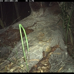 Antechinus flavipes at Shannondale, NSW - 24 Dec 2024 08:39 PM