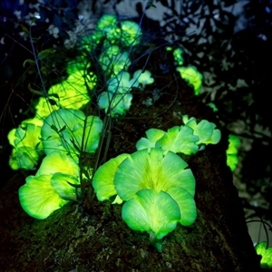 Omphalotus nidiformis (Ghost Fungus) at Reidsdale, NSW by embert