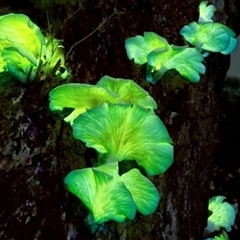 Omphalotus nidiformis at suppressed - suppressed