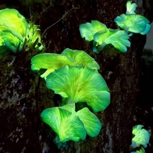 Omphalotus nidiformis at suppressed - suppressed