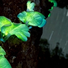 Omphalotus nidiformis at Reidsdale, NSW - suppressed