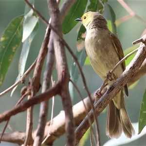 Ptilotula penicillata (White-plumed Honeyeater) at Splitters Creek, NSW by KylieWaldon