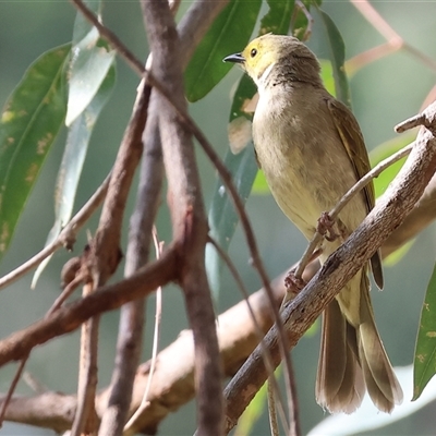 Ptilotula penicillata (White-plumed Honeyeater) at Splitters Creek, NSW - 27 Jan 2025 by KylieWaldon