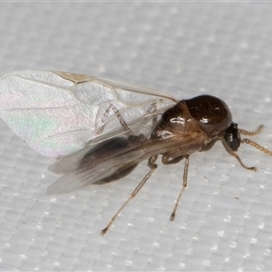 Unidentified Ant (Hymenoptera, Formicidae) at Melba, ACT by kasiaaus