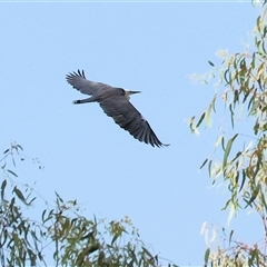 Ardea pacifica (White-necked Heron) at Splitters Creek, NSW - 26 Jan 2025 by KylieWaldon