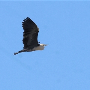 Ardea pacifica at Splitters Creek, NSW - 27 Jan 2025 08:31 AM