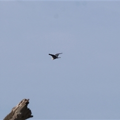 Ardea pacifica at Splitters Creek, NSW - 27 Jan 2025 08:31 AM