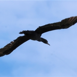 Phalacrocorax sulcirostris at Splitters Creek, NSW - 27 Jan 2025 08:12 AM