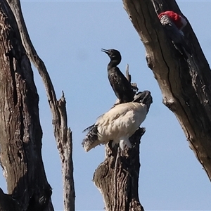 Phalacrocorax sulcirostris at Splitters Creek, NSW - 27 Jan 2025 08:12 AM